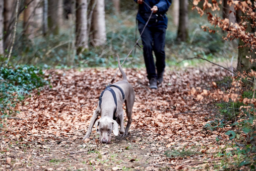 Hund mit Mann auf Fährtensuche im Wald