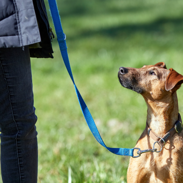 Hund schaut zu seinem Frauchen hoch auf Wiese