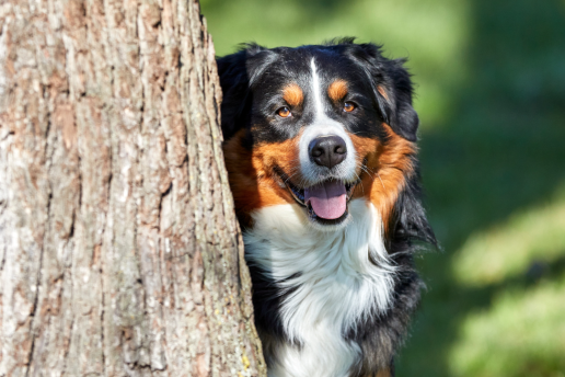 Hund schaut hinter Baum hervor