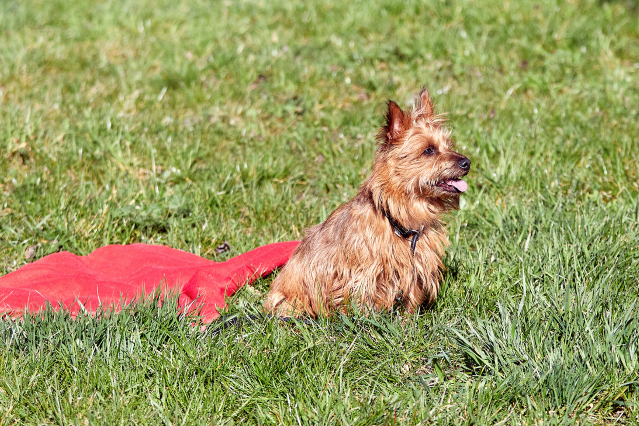 Hund wartet an der roten Decke auf der grünen Wiese