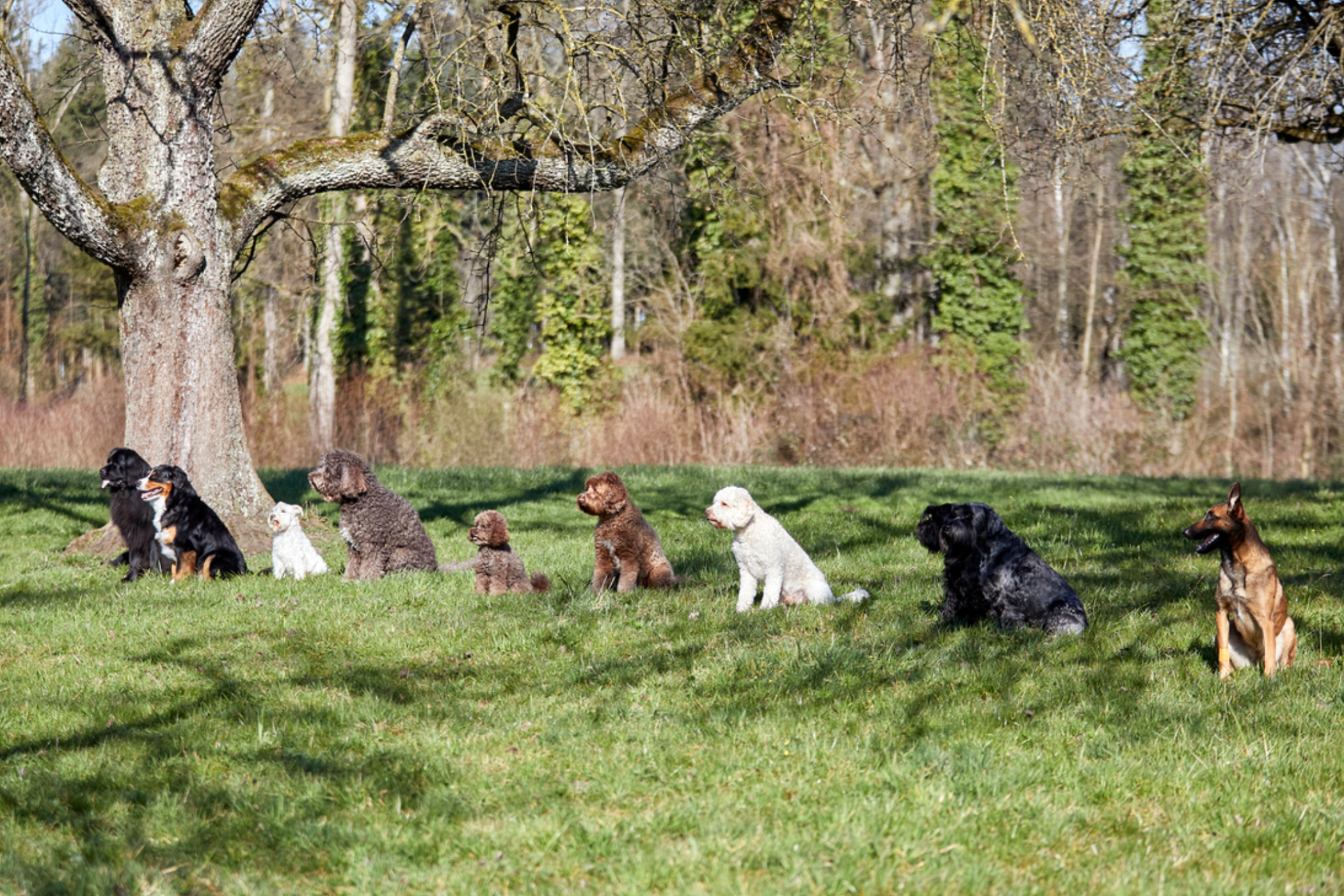Zehn Hunde warten auf der Wiese in einer Linie